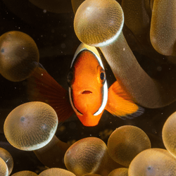 a clownfish head-on looks very frightened