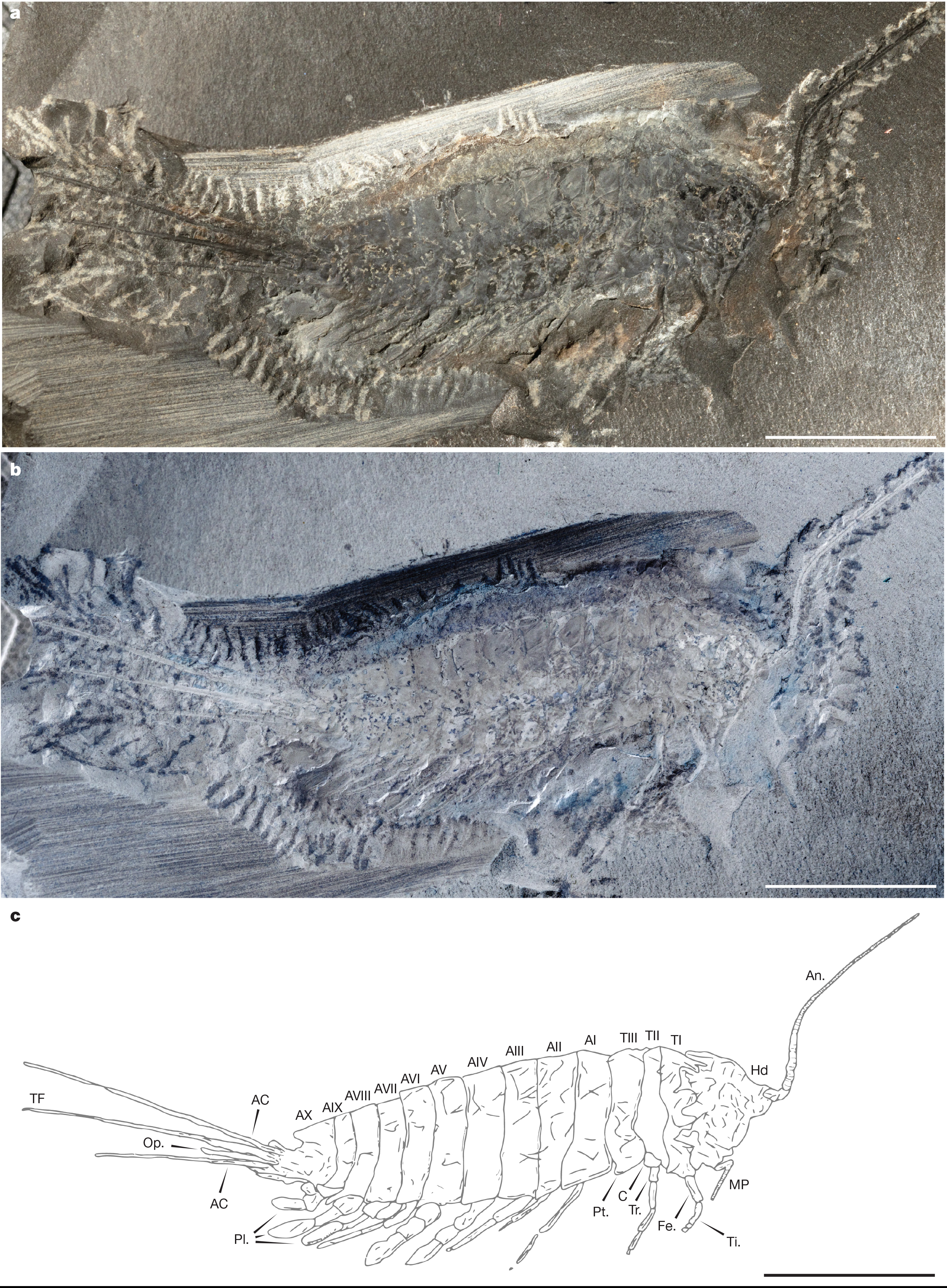 Three views of Chosha praecursor showing the fossil and a diagram of its body plan. Three views of Chosha praecursor showing the fossil and a diagram of its body plan.