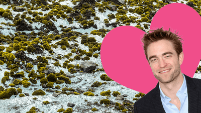 a herd of glacier mice with a sticker of robert pattinson in a heart stuck over the top