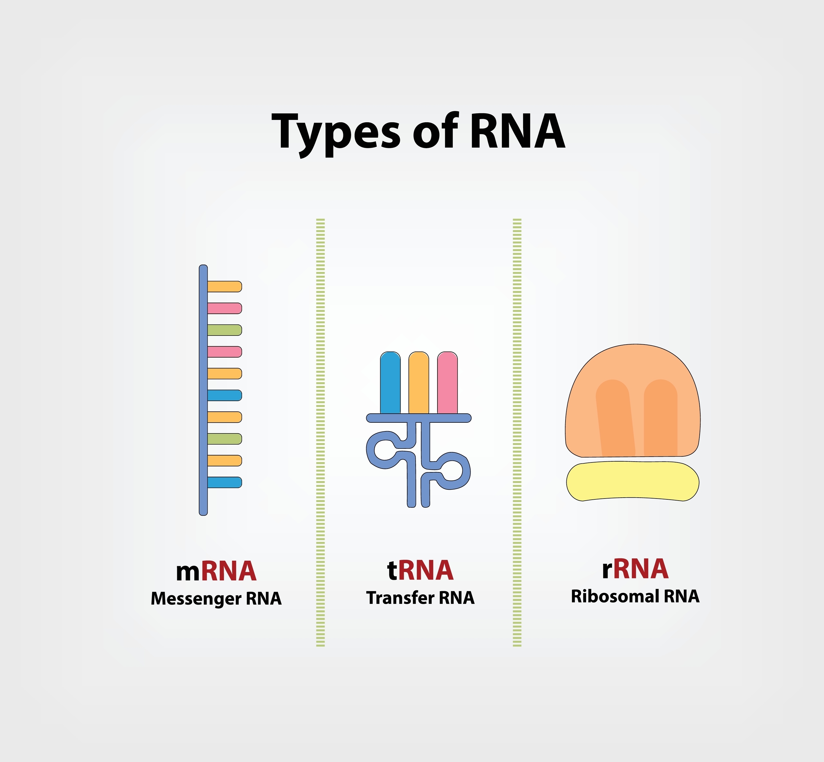 simplified diagram of mRNA, tRNA, and ribosomal RNA simplified diagram of mRNA, tRNA, and ribosomal RNA