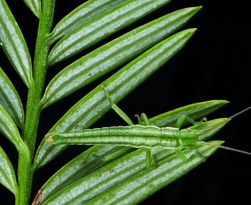 A bright green Timema stick insect blending in on some green leaves.