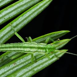 A bright green Timema stick insect blending in on some green leaves.