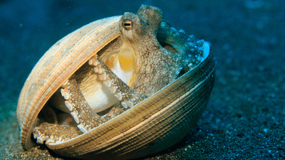 a coconut octopus uses a shell for camouflage/shelter