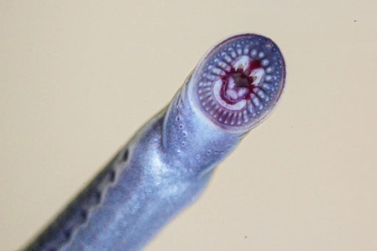 “Vegan Dracula” Discovered 1,500 Kilometers Outside Known Range Reveals How Little We Know About These Cryptic Creatures
