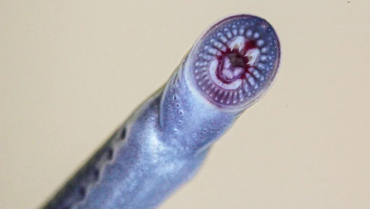 “Vegan Dracula” Discovered 1,500 Kilometers Outside Known Range Reveals How Little We Know About These Cryptic Creatures