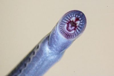 Looking into the mouth of a "vegan" lamprey fish with all its teeth in a circular pattern.