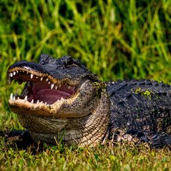 An American alligator sitting on a grassy bank with its mouth open. 