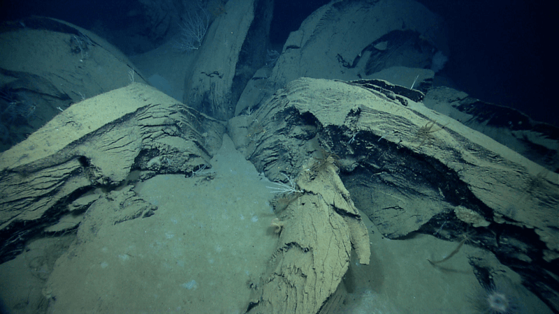 6 rocky extrusions of tar have grown out of the seabed like petals on a flower