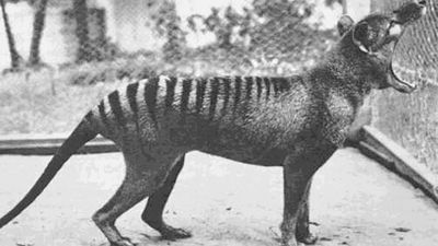A black and white photograph of a thylacine in captivity.