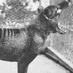 A black and white photograph of a thylacine in captivity. 