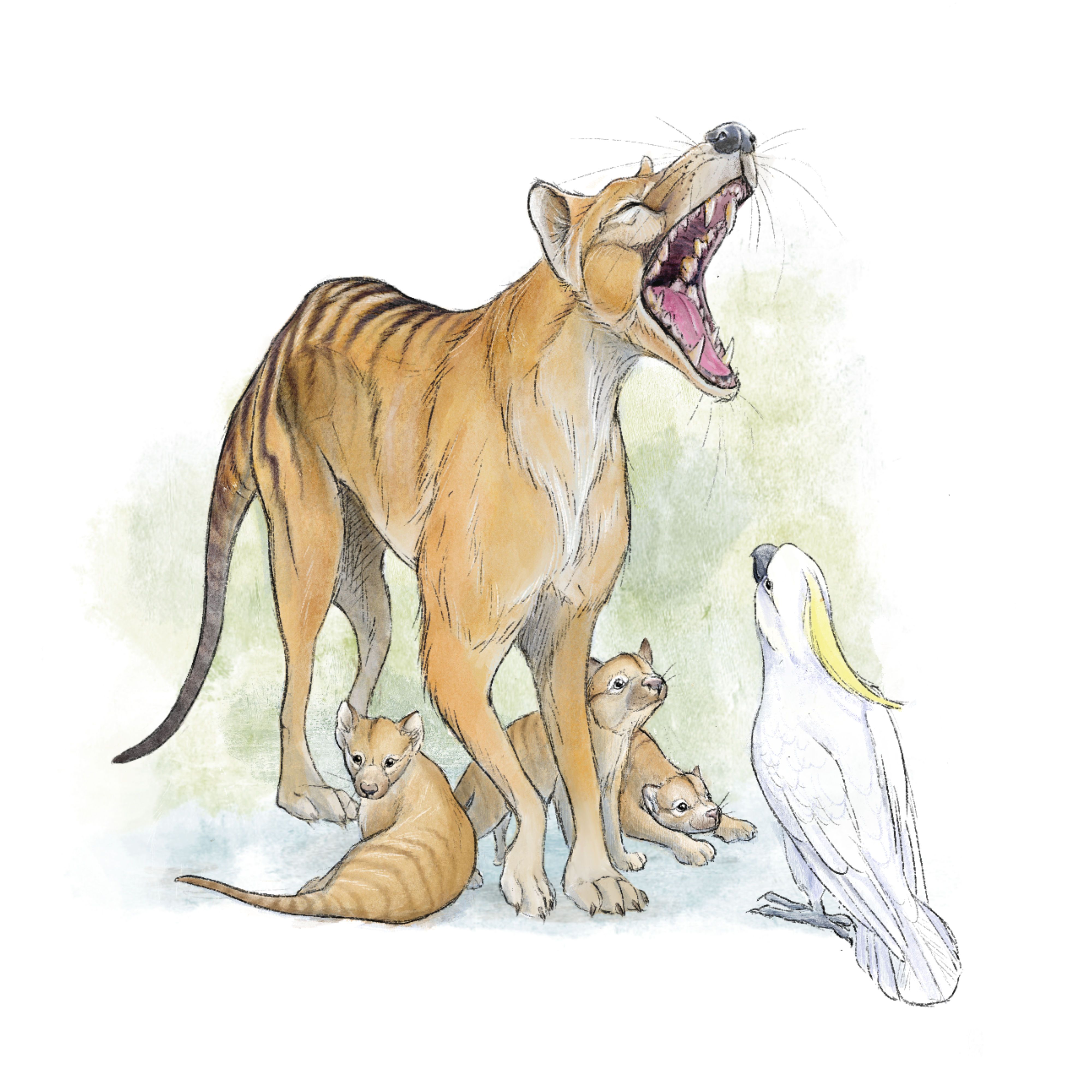 Thylacines were once portrayed as ruthless killers, but modern art depicts a softer side Thylacines were once portrayed as ruthless killers, but modern art depicts a softer side