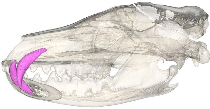 Digital reconstruction of a CT-scanned thylacine skull with the canines colourised pink, looking very un-wolflike Digital reconstruction of a CT-scanned thylacine skull with the canines colourised pink, looking very un-wolflike