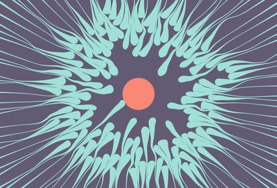 illustration of sperm surrounding an ovum with one cell getting closer to the ovum to fertilize it