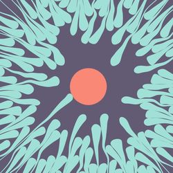 illustration of sperm surrounding an ovum with one cell getting closer to the ovum to fertilize it