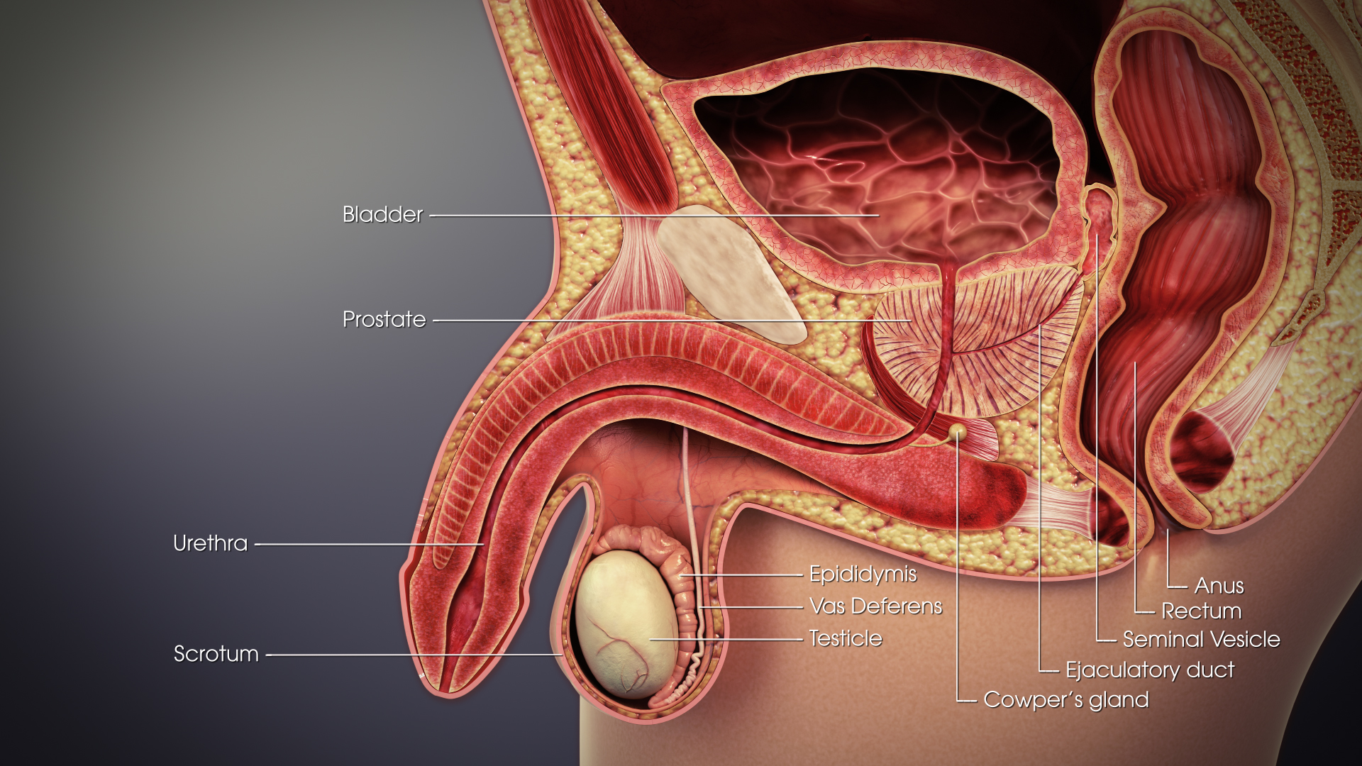 diagram of male reproductive system in cross section with labels diagram of male reproductive system in cross section with labels