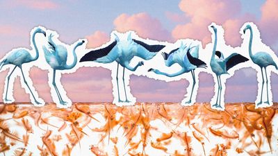 A collage-style image of blue flamingos above the pink krill that give them normal colour 