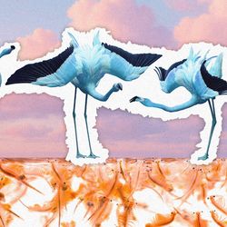 A collage-style image of blue flamingos above the pink krill that give them normal colour 