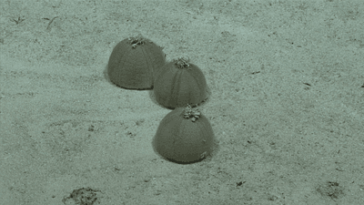three sea urchins gathered together each with a little marine-debris hat