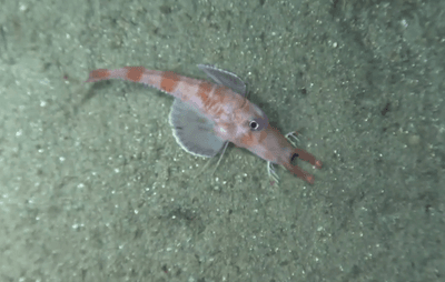 A picture of the armored sea robin Scalicus engyceros taken at a depth of around 400 meters.