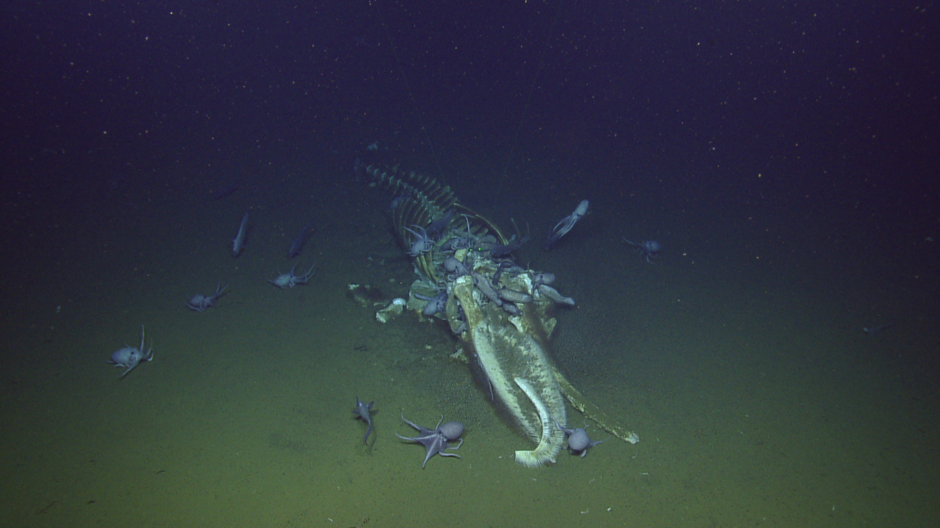 The skeleton of a whale slowly being eaten away on the seabed. The skeleton of a whale slowly being eaten away on the seabed.
