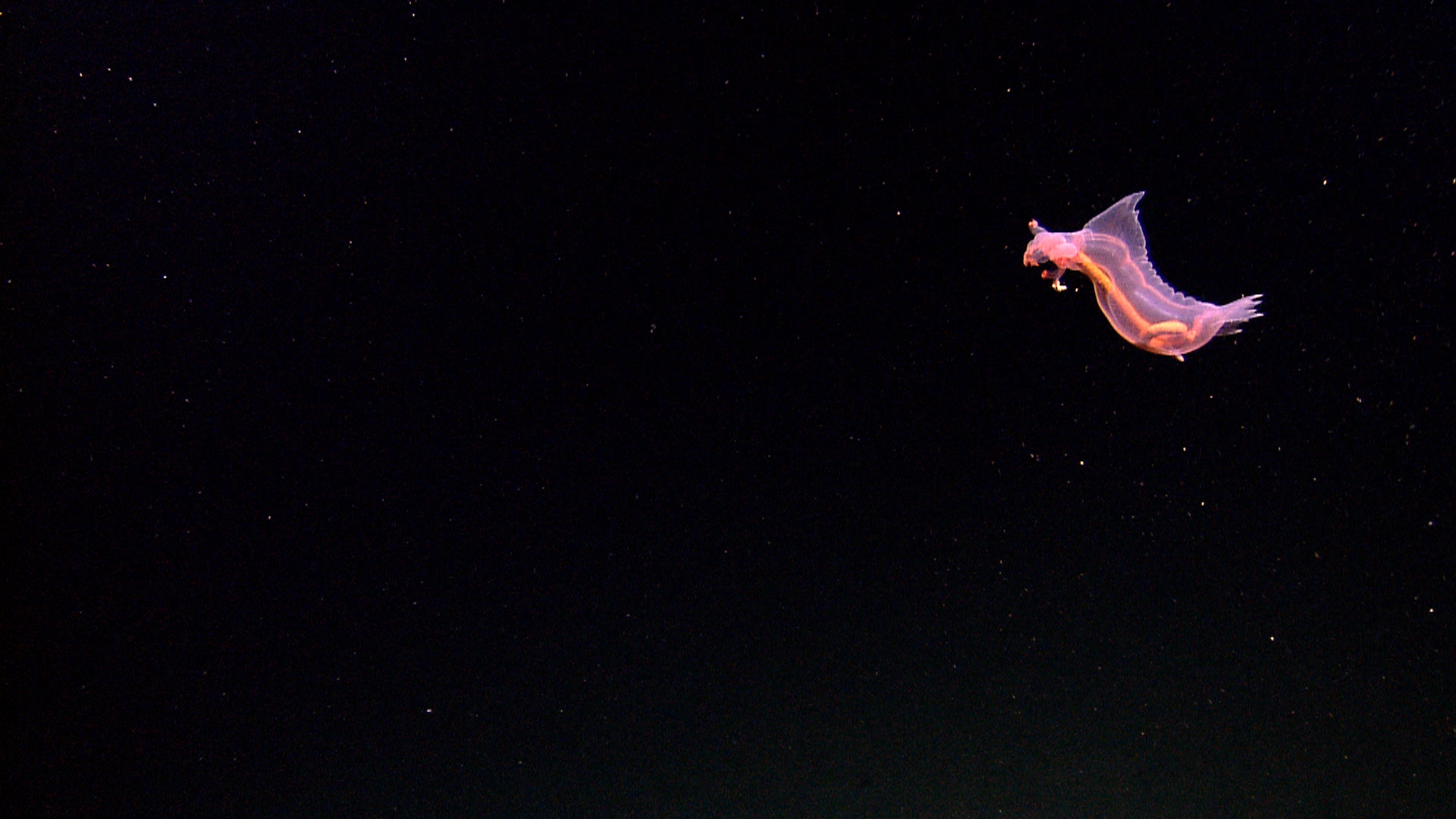 A bright pink sea cucumber swimming through the pitch black of the deep sea. A bright pink sea cucumber swimming through the pitch black of the deep sea.
