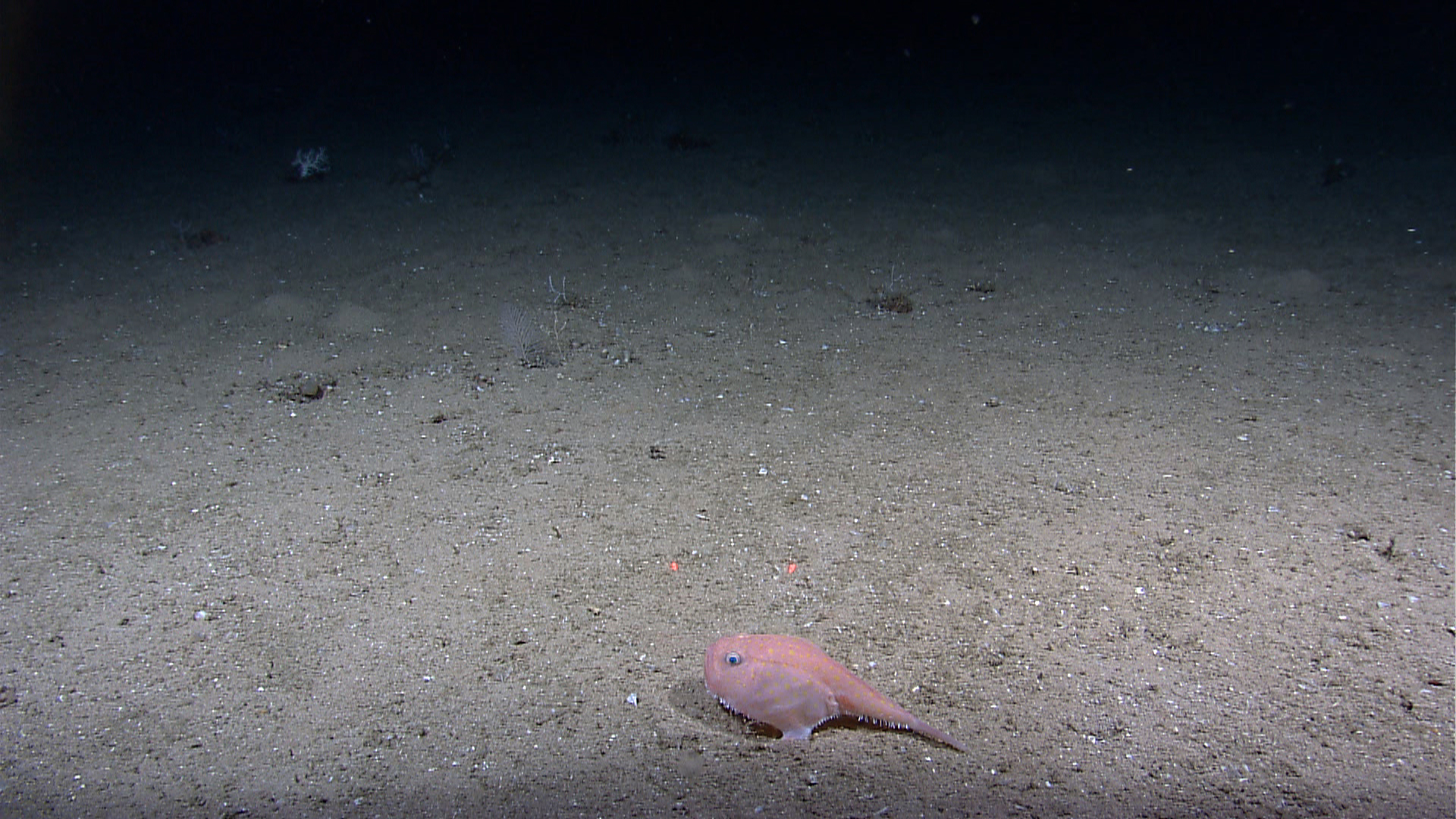 A pink fish sits on the vast expanse of the abyssal plain. A pink fish sits on the vast expanse of the abyssal plain.