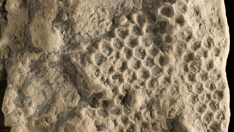 a lump of rock shows a strange imprint of hexagons on its surface