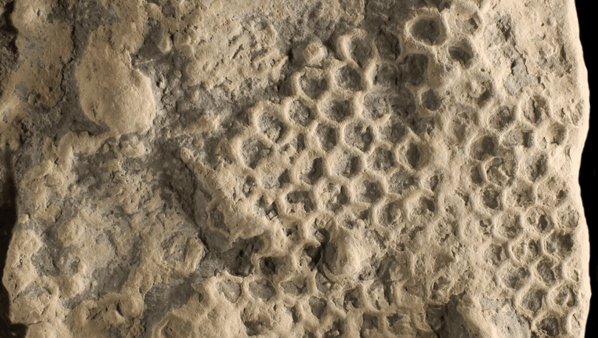 These Weird Hexagonal Fossils Have Puzzled Scientists For Centuries. Now, We Finally Know What The Maker Of Paleodictyon Looks Like