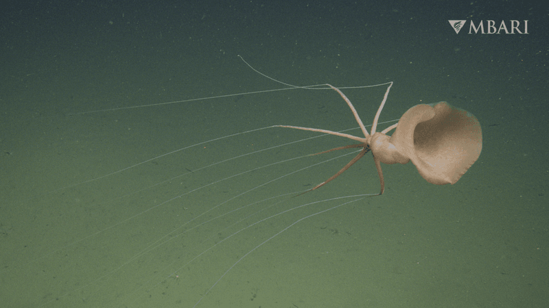 a bigfin squid drifts across the view, it is pinkish with very long arms
