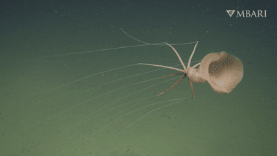 a bigfin squid drifts across the view, it is pinkish with very long arms
