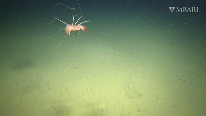 the squid floats above the muddy seafloor
