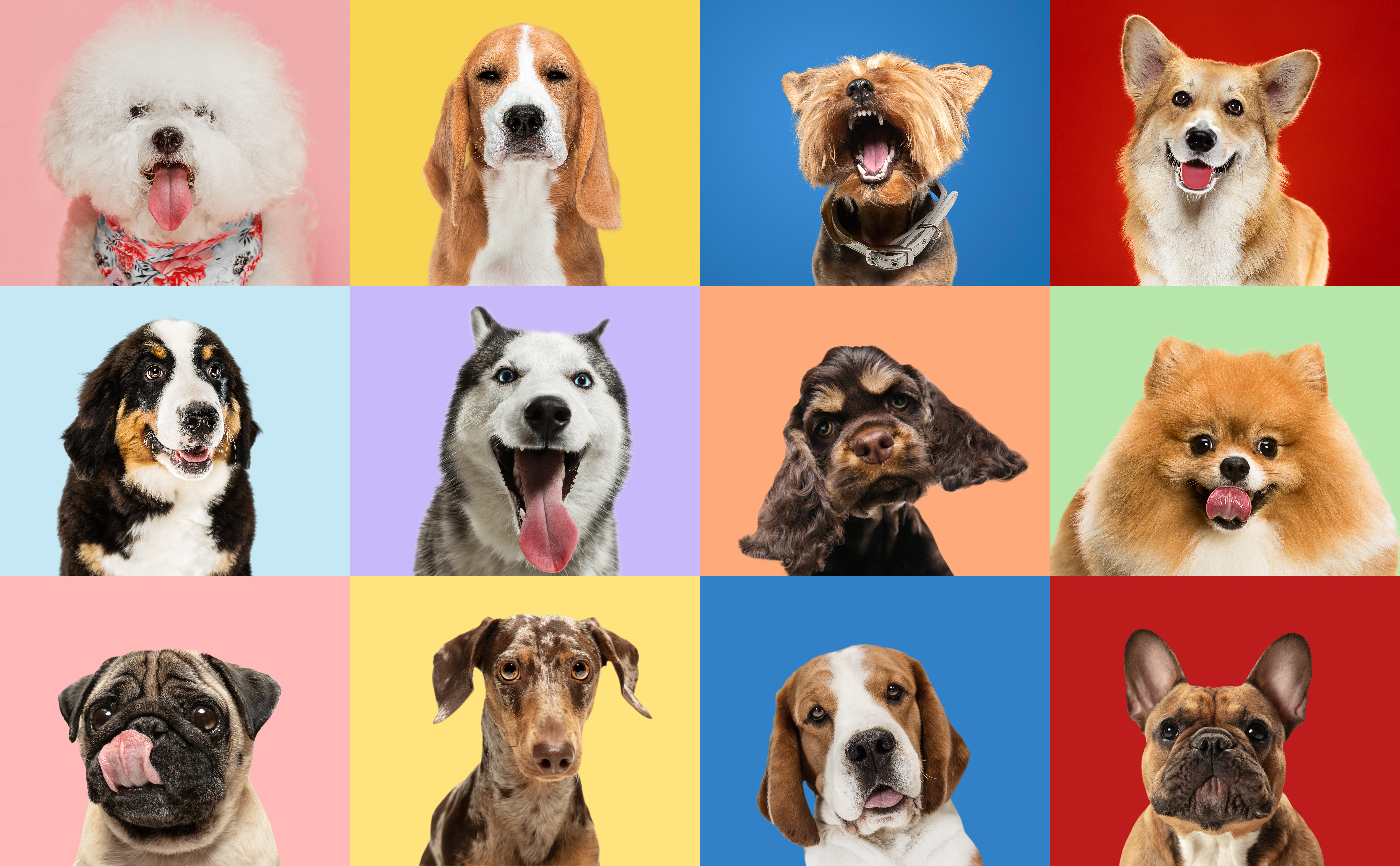 A variety if different dog breeds on colourful backgrounds. A variety if different dog breeds on colourful backgrounds.