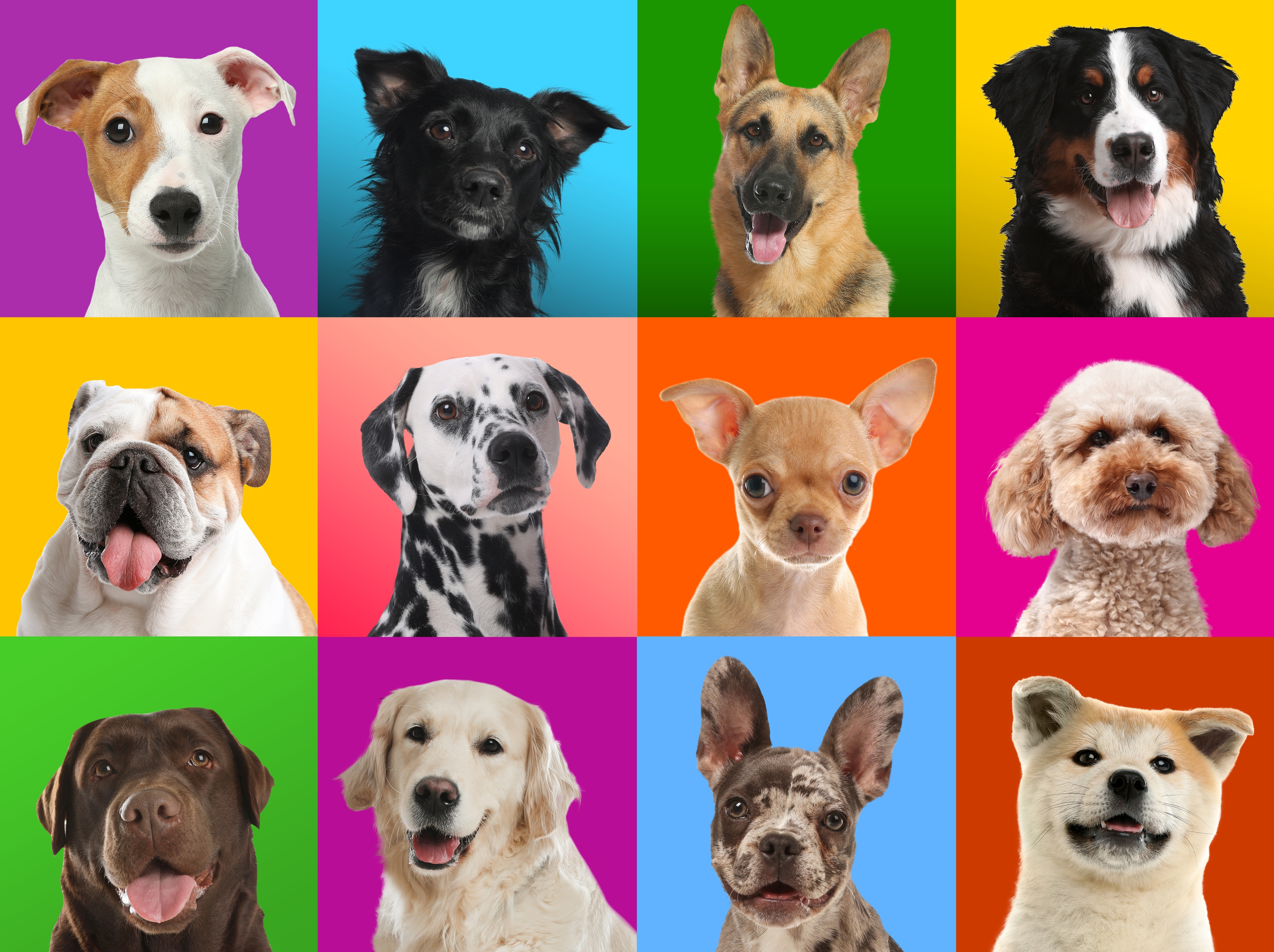 A variety of different dog breeds on colourful backgrounds. A variety of different dog breeds on colourful backgrounds.