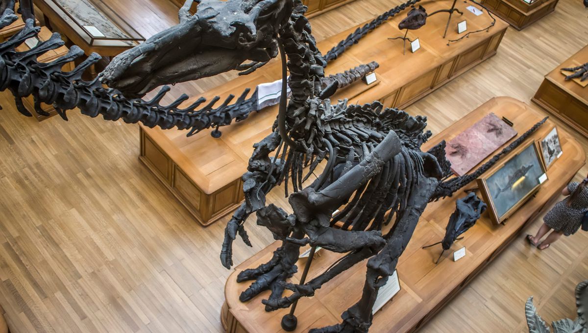 For The First Time Ever A Fossil Leg Bone Shows That Even Dinosaurs Had To Deal With Serious Skin Infections