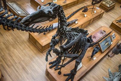 Iguanodon bernissartensis in the National History Museum of Paris. Taken from above looking down on the skeleton.