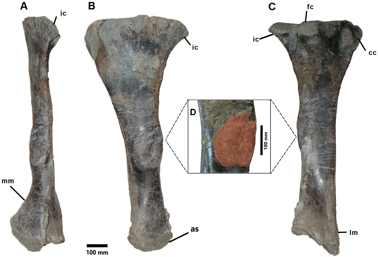 Iguanodon bernissartensis right tibia showing a close up of the bone overgrowth Iguanodon bernissartensis right tibia showing a close up of the bone overgrowth