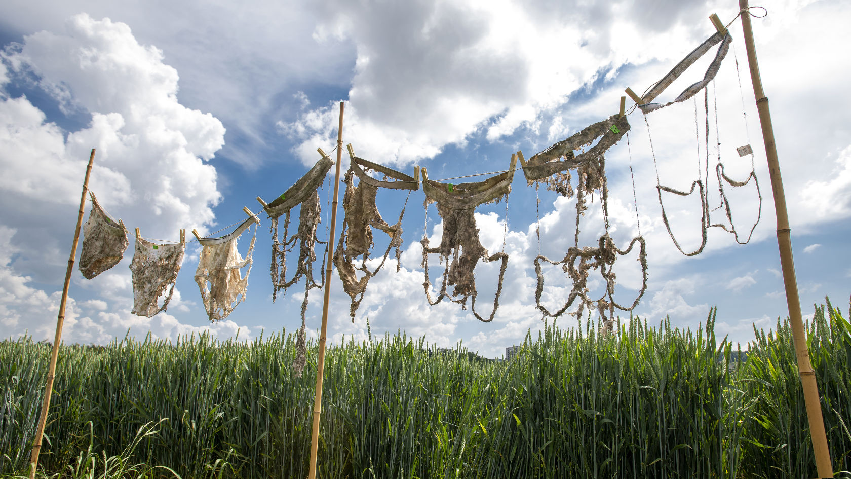 seven pair of underward hanging on a line at different stage of disintegration