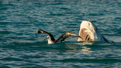 A tiger shark / Niuhi (Galeocerdo cuvier), seen going for a bite out of an unsuspecting Laysan Albatross / Moli, off of Lisianski Island in Papahanaumokuakea Marine National Monument