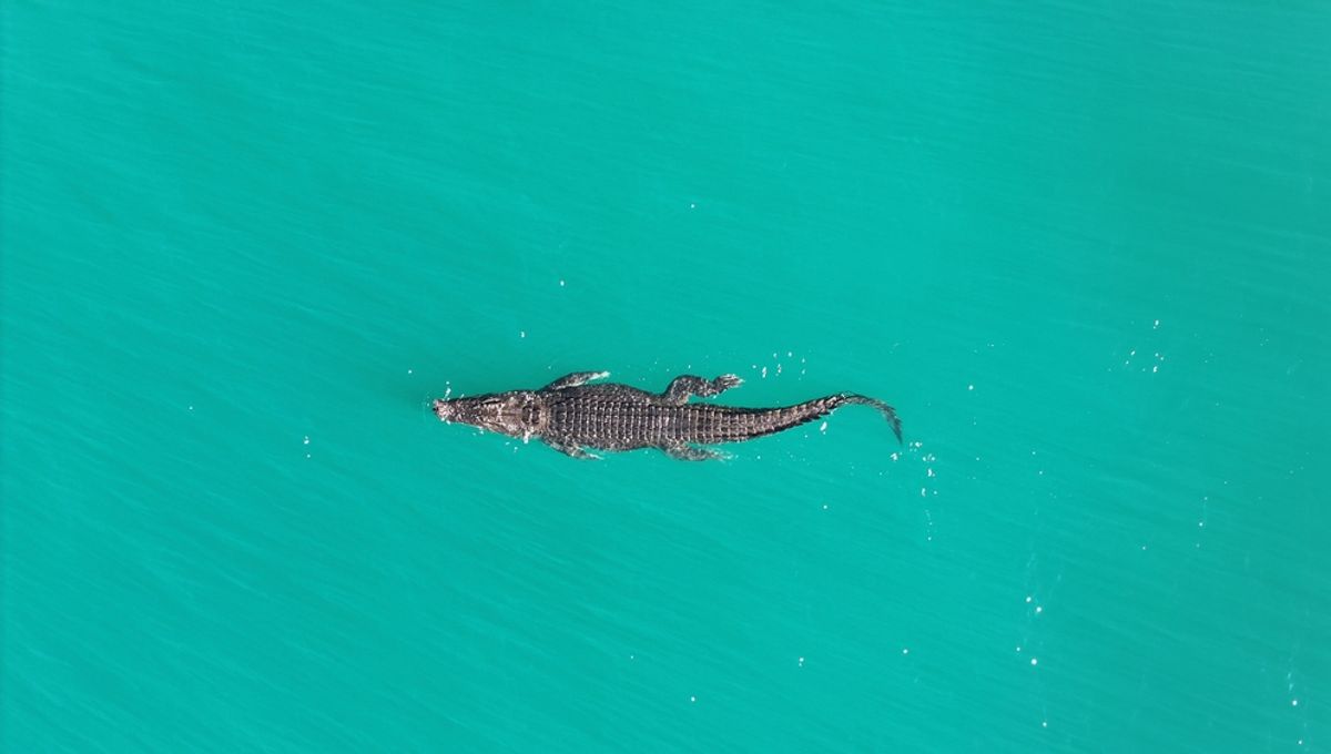 The World’s Largest Living Reptile “Surfs” Long Distances, Travelling Over 10 Kilometers On Ocean Currents