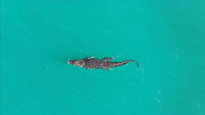 A crocodile swimming in Australia.