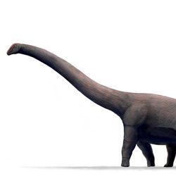 A reconstruction of the largest dinosaur ever, which was a sauropod. 