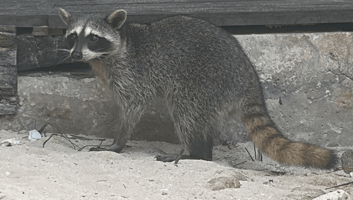 Pygmy Raccoons Spotted Making Paper Footballs In Adorable Footage – But It Reveals Much Bigger Problems For This Critically Endangered Species