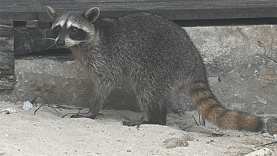 A small raccoon on a sandy beach next to a little white paper ball