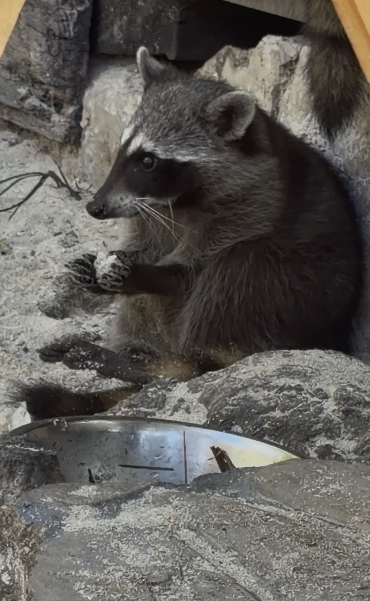 Pygmy Raccoon sat down holding a paper ball next to a dog bowl of water