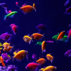 A tank of different coloured GloFish. 