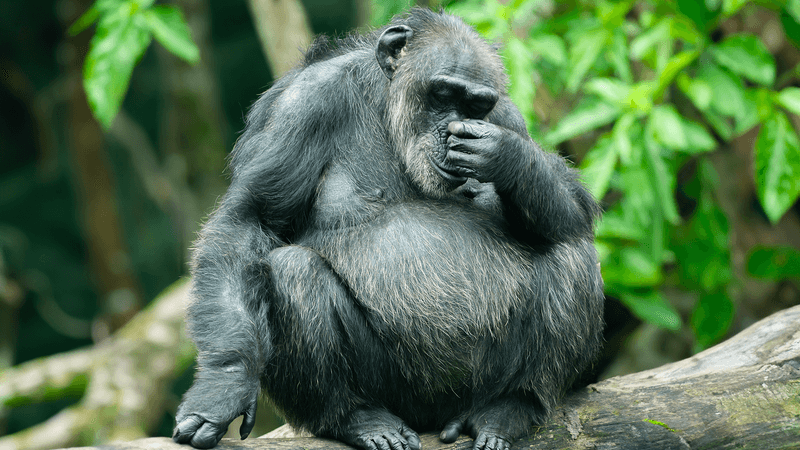 A chimp sat on a tree, rubbing its face.