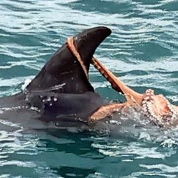 One arm of an octopus clings around the fin of a risso's dolphin at the surface of the water.