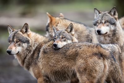 A pack of grey wolves. 
