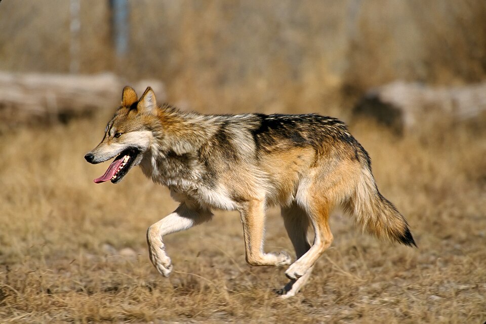 A Mexican wolf running across a brown landscape with its tongue hanging out. 