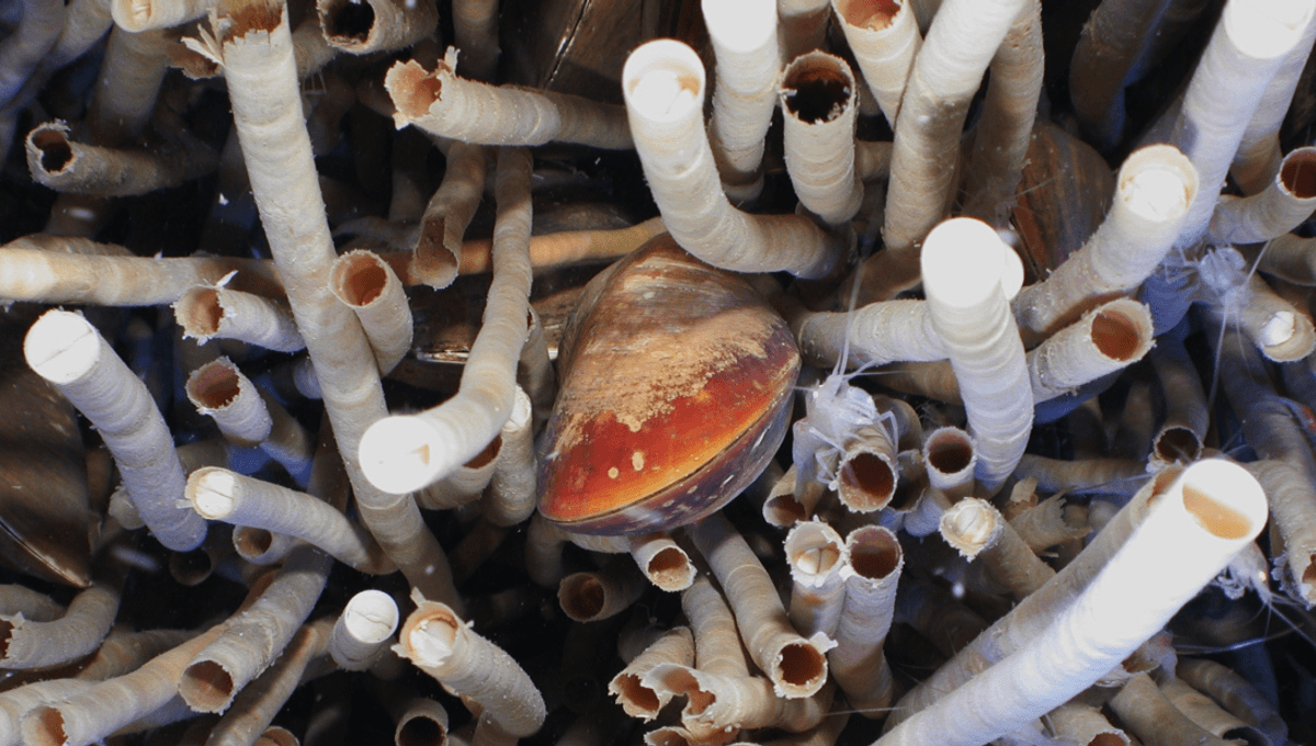 In 2018, Deep-Sea Drilling Caused A Methane Leak 1,766 Meters Below The Sea. Then Along Came The “Worm Bed” To Save The Day